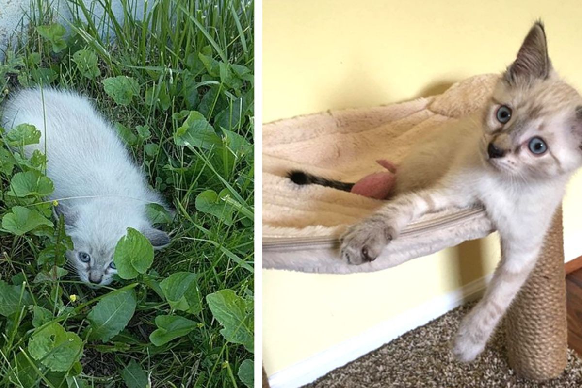 Kitten Found Hiding in Lawn Frozen in Fear For Hours But 4 Days After Rescue...