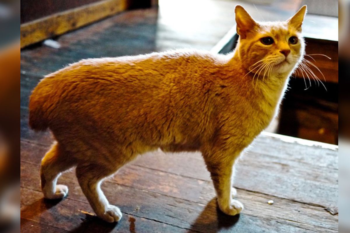 Mayor Cat Served Small Town for 20 Years Has Passed, Yet Left Incredible Legacy…