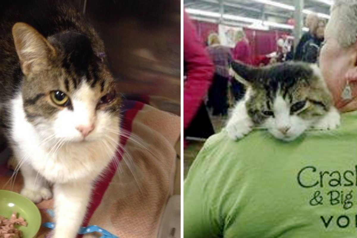 Woman Saves Cat Missing Part of His Face and Helps Him Get His Smile Back...