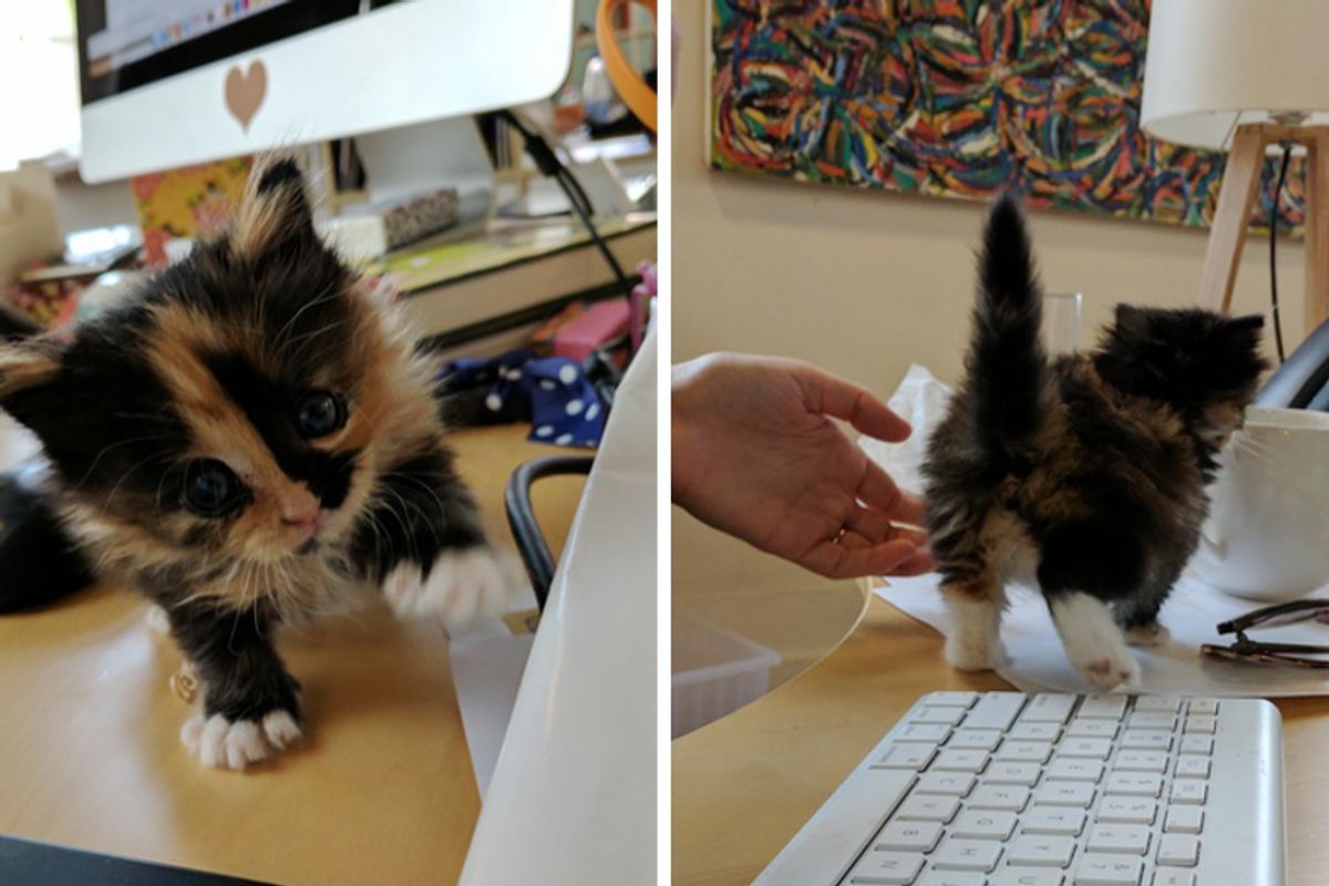 Employee Brings Orphaned Kitten to Work and the Kitty Decides to Offer Everyone "Help"