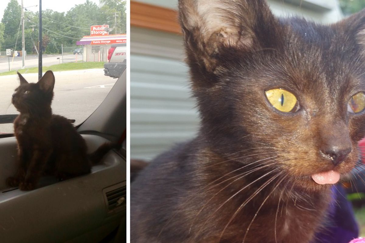 Campers Surprised to See Scrawny Kitten Running Up to Them Crying for Love...