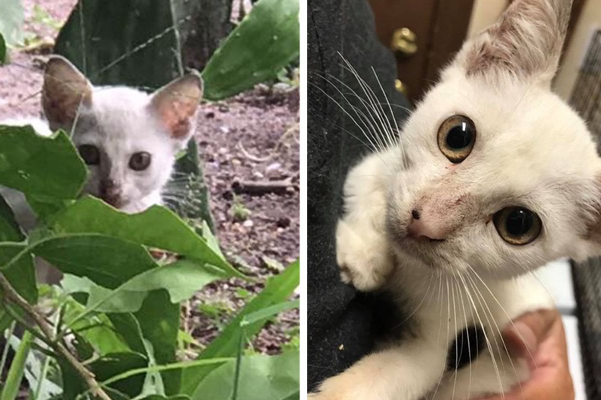 Shy Kitten Lived Under Mobile Home Cuddles for the First Time, It Changes Everything..