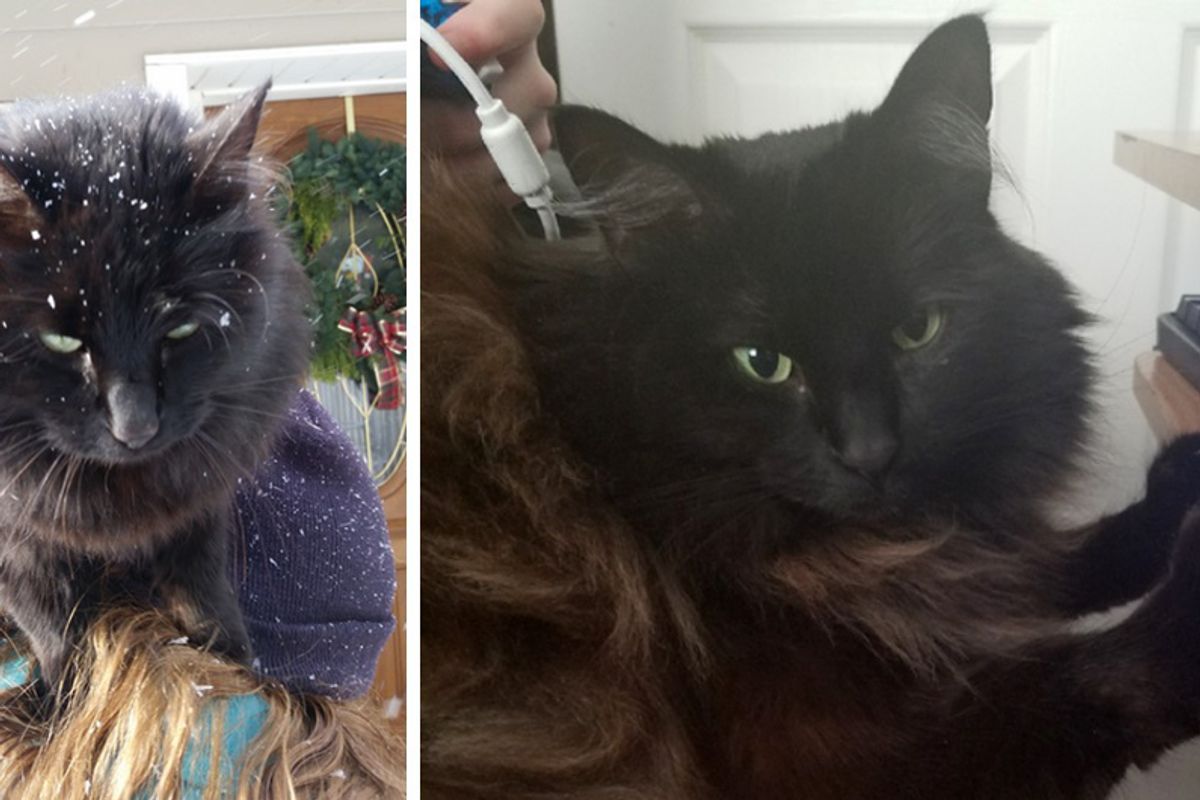 Stray Cat Jumps into Woman's Arms for Warmth Asking Her to Be Her Forever Human...