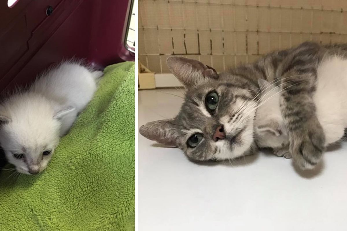 Cat Mom and Her Babies Found in Old Basement, Reunited in Safe, Warm Home...