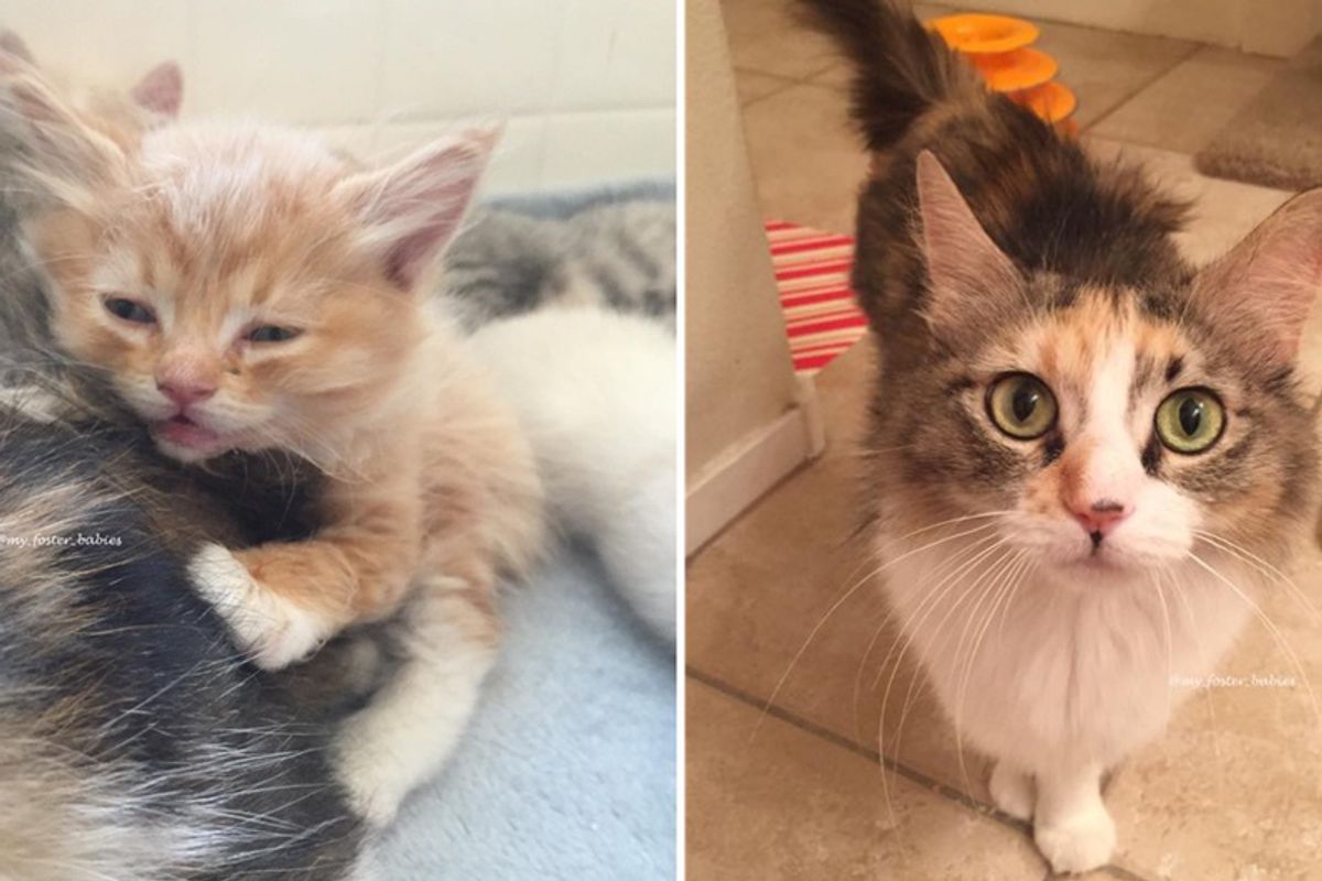 Woman Adopts Cat Mom and Her Beloved Baby's Ashes So They Could Be Together Forever…