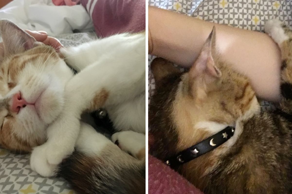 Stray Cat Clings to Woman Who Gave Her Food, and Won't Let Go...