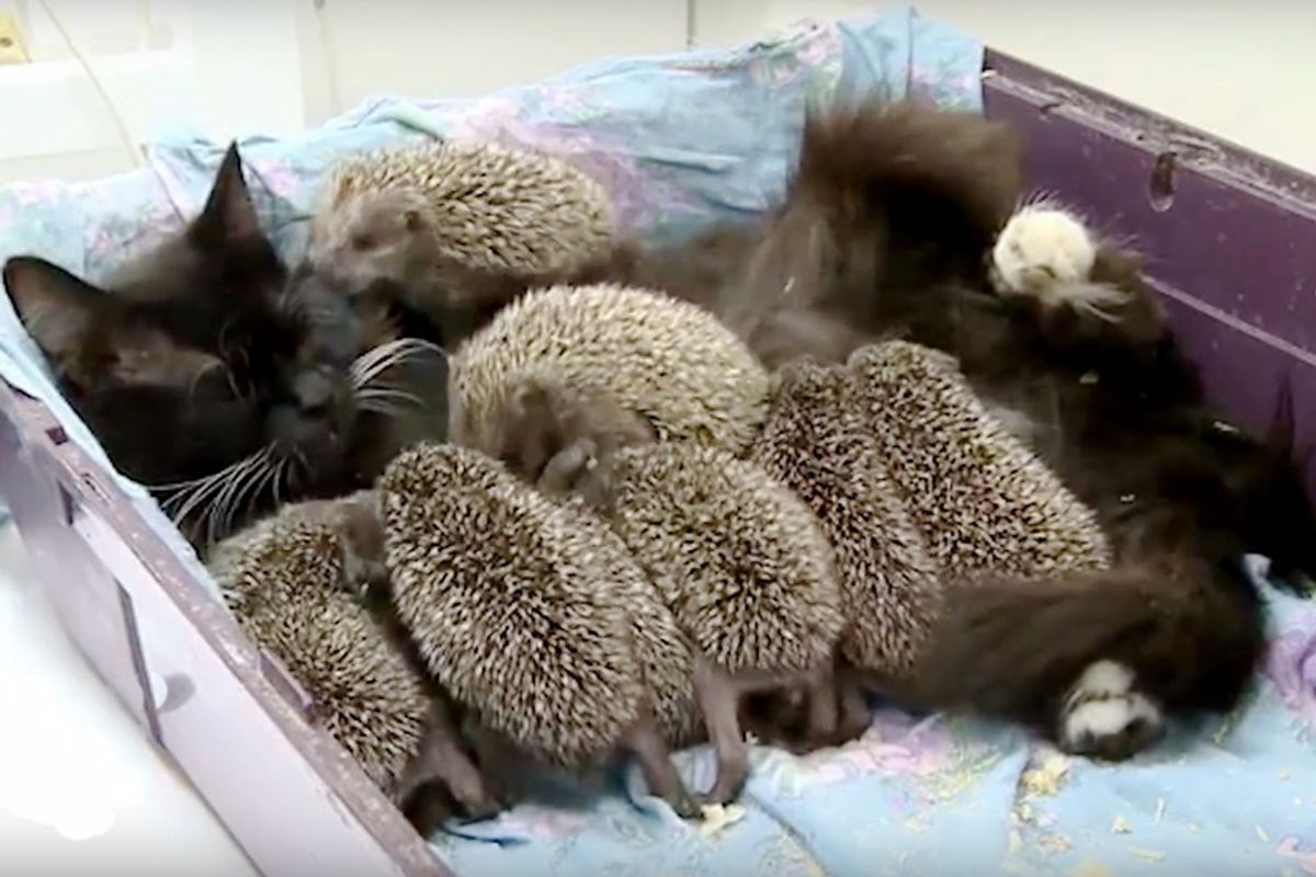 Cat Becomes New Mama to 8 Unlikely Orphaned Babies...
