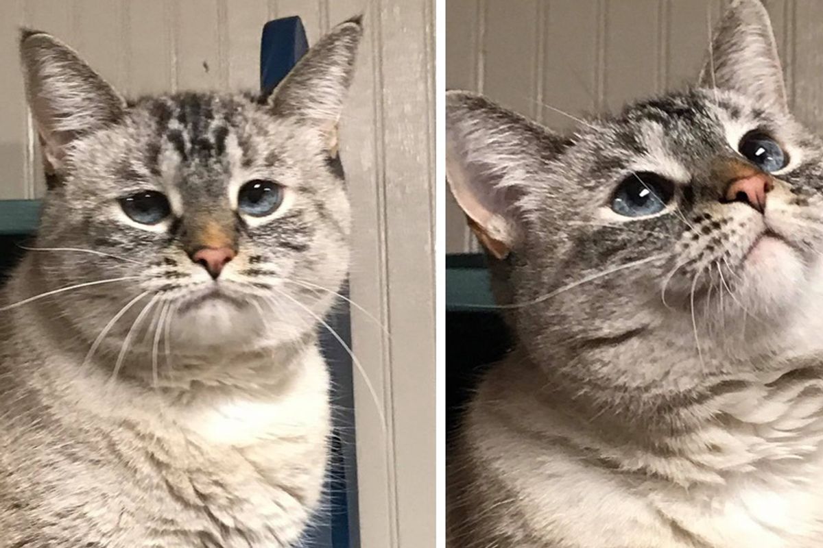 Cat Abandoned Outside Shopping Mall Gets Happiness Back When She Finds Someone She Loves…