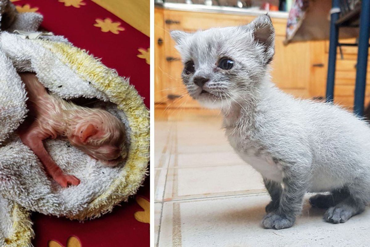 Kitten Found on Roof Meowing for Help Hours After Birth, Now 8 Months Later...