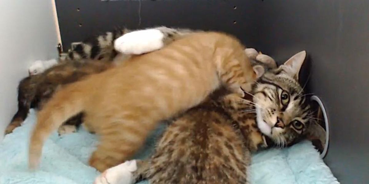 Farrow Cat Rescue: Ultimate Guide to Saving Feline Lives
