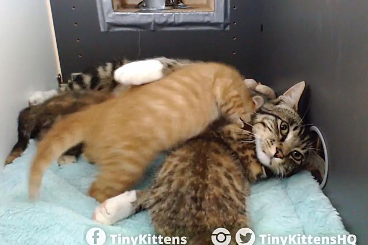 Feral Tomcat Saved from Wildfires Surprises Everyone When He Becomes 'Nursing' Dad to Rescued Kittens