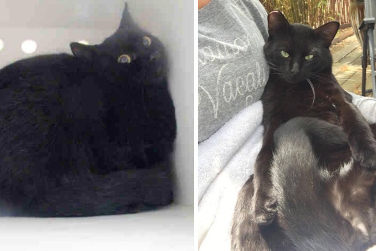 Rescued Feral Cat Surprises His Human One Day When He Decides to Love...