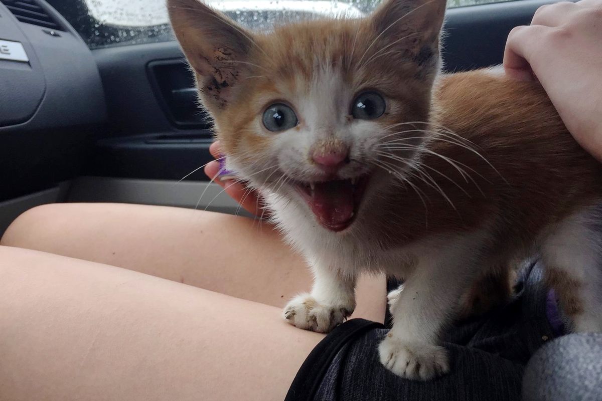 Teenage Girl Saves Abandoned Kitten from Under Shed, the Kitty Can't Stop Thanking Her..