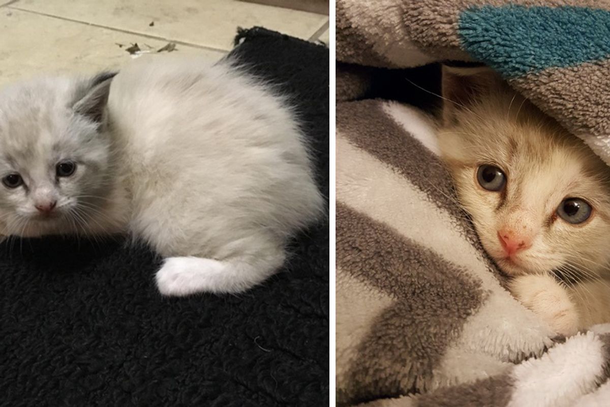 Kitten Found Tumbling Out During Yardwork Discovers Cuddles and It Changes Everything...