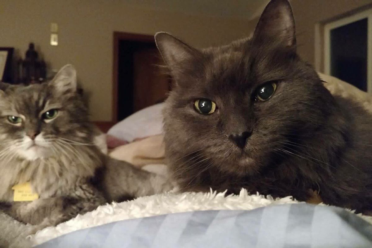 90 Year-old Man Finds Help for His 13-year-old Cats He Saved from Birth...