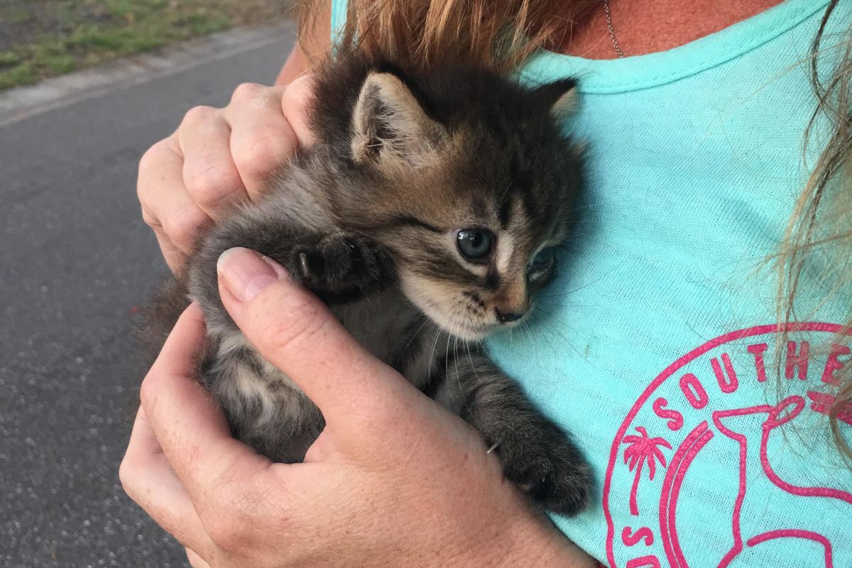 Kitten Found in Woods Clings to Her Rescuers, Asking Them to Be Her Forever Humans...