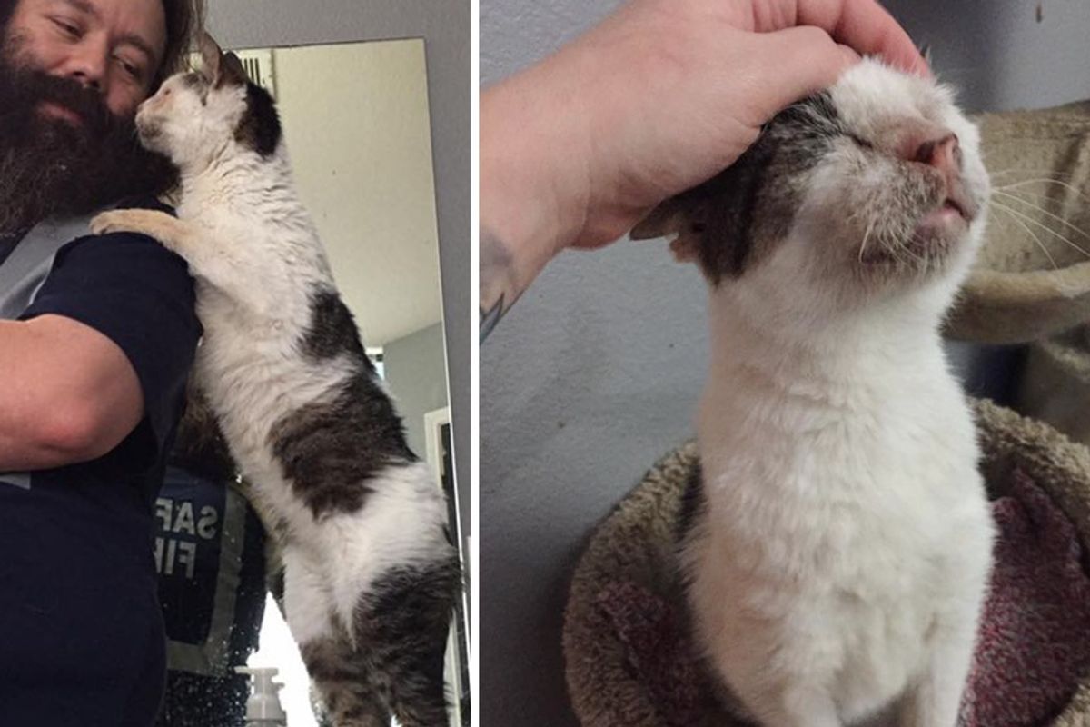 Senior Cat Tells His Humans He Loves Them Every Waking Moment After Being Saved From Years of Neglect...