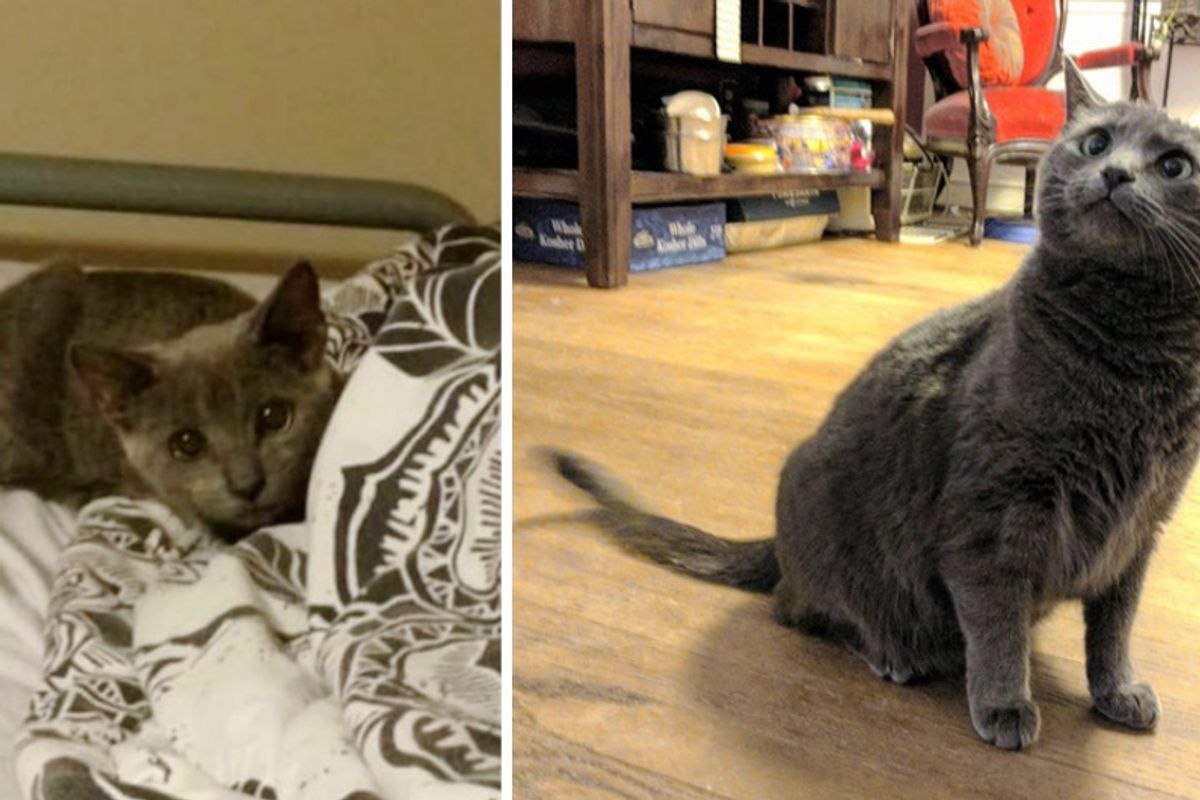 Woman Helps Stray Kitten Get Her Confidence Back in These Adorable Photos...