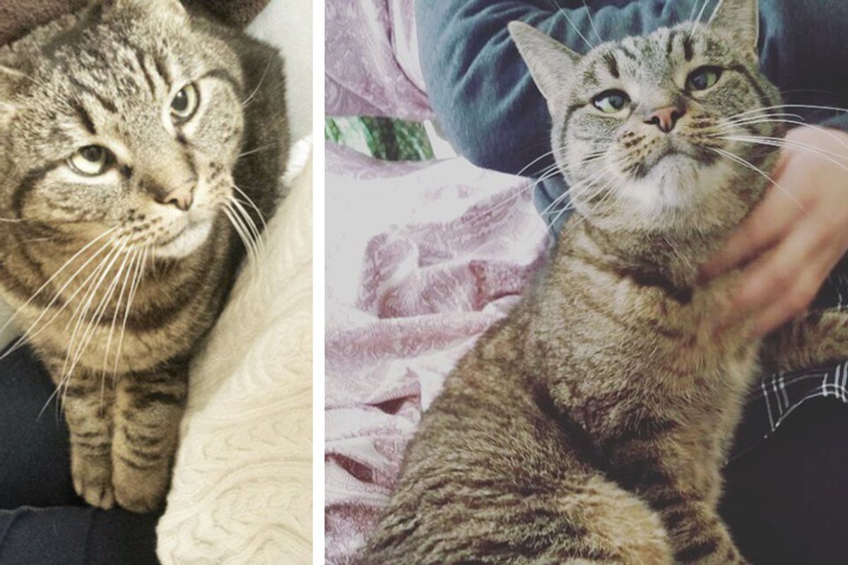 Woman Asks Shelter For Special Needs Cat But the Kitty Finds Her Instead...