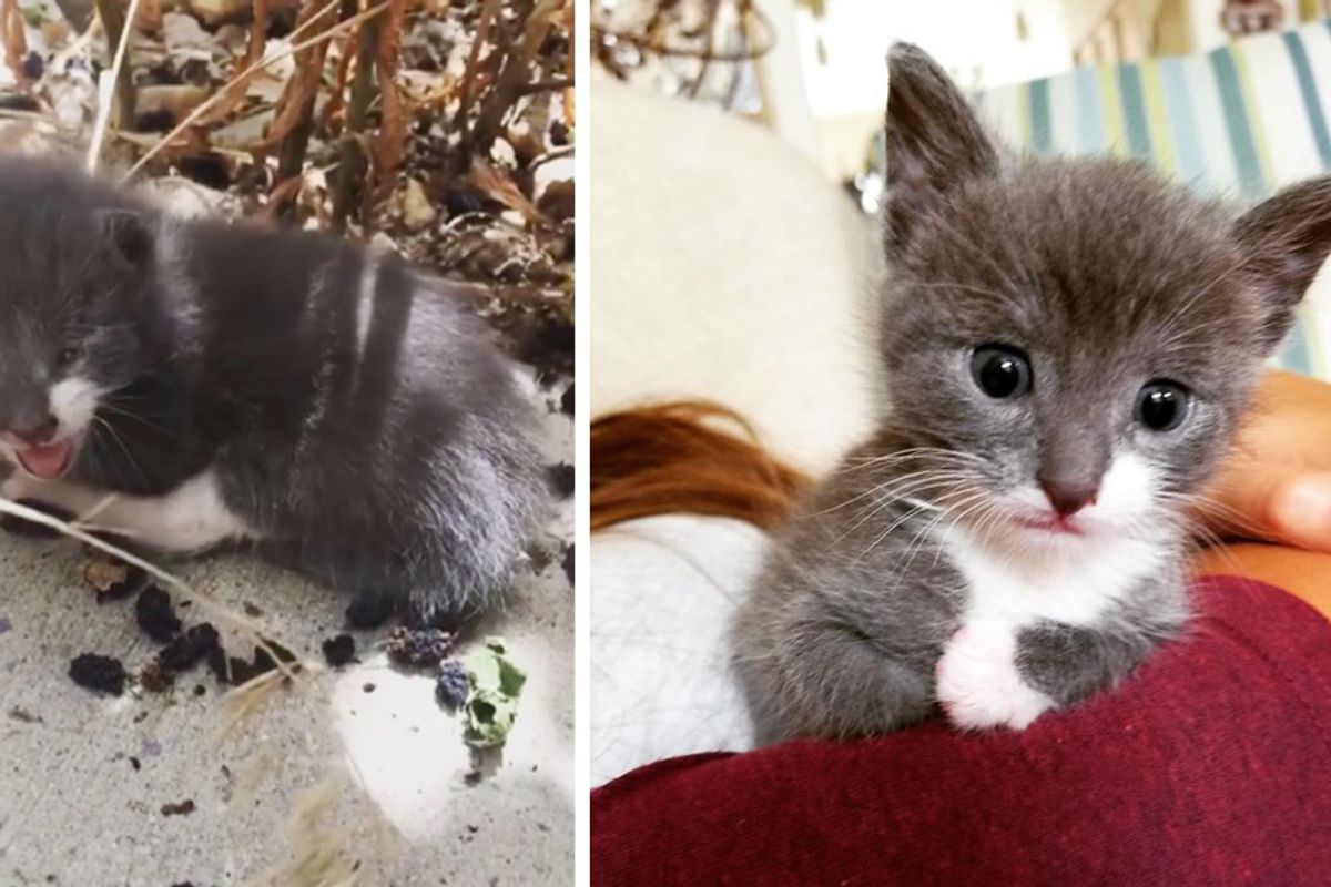 Motherless Kitten Found Meowing in Backyard Turns Her Life Around In These Beautiful Photos…
