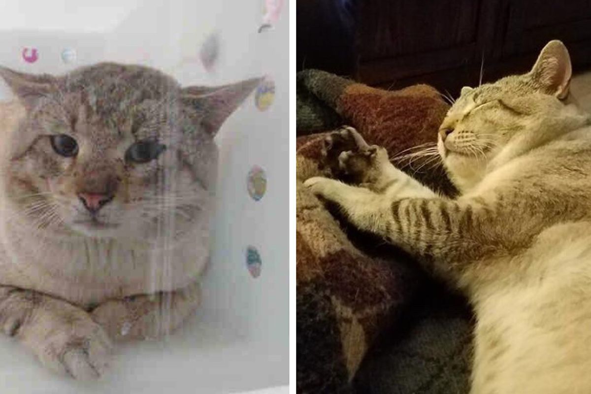 Feral Cat Who Was Saved from Death Row, Experiences Love for the First time…