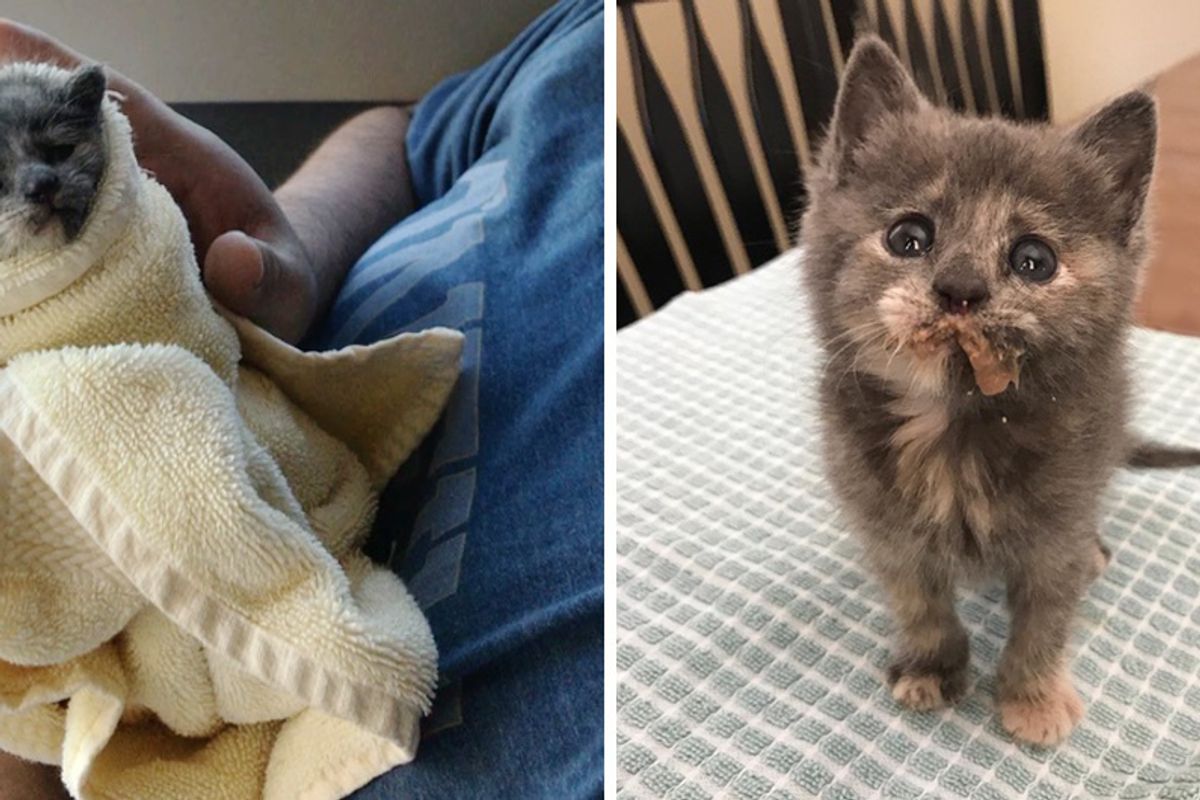 Orphaned Kitten Found at Apartment Experiences Cuddle and is Hooked, Heartwarming Photos!