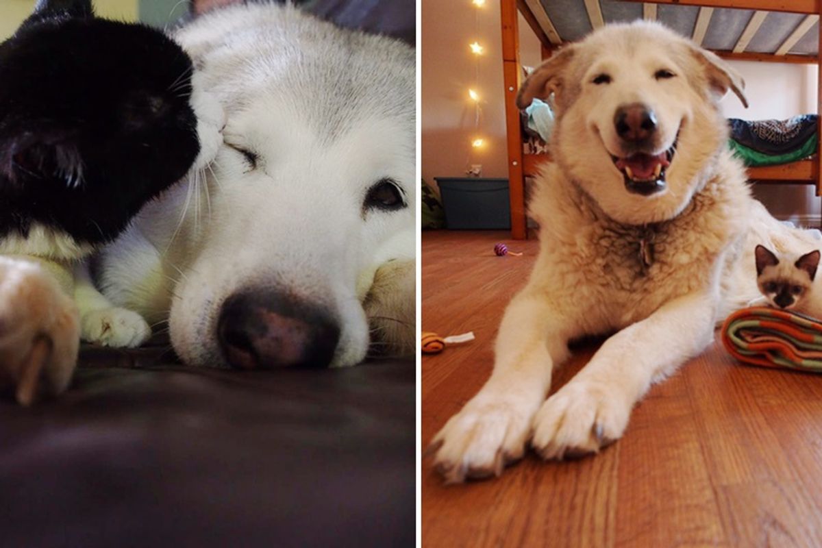 Four Foster Kittens Bring Smile Back to Lonely Dog Who Lost Her Best Friend...