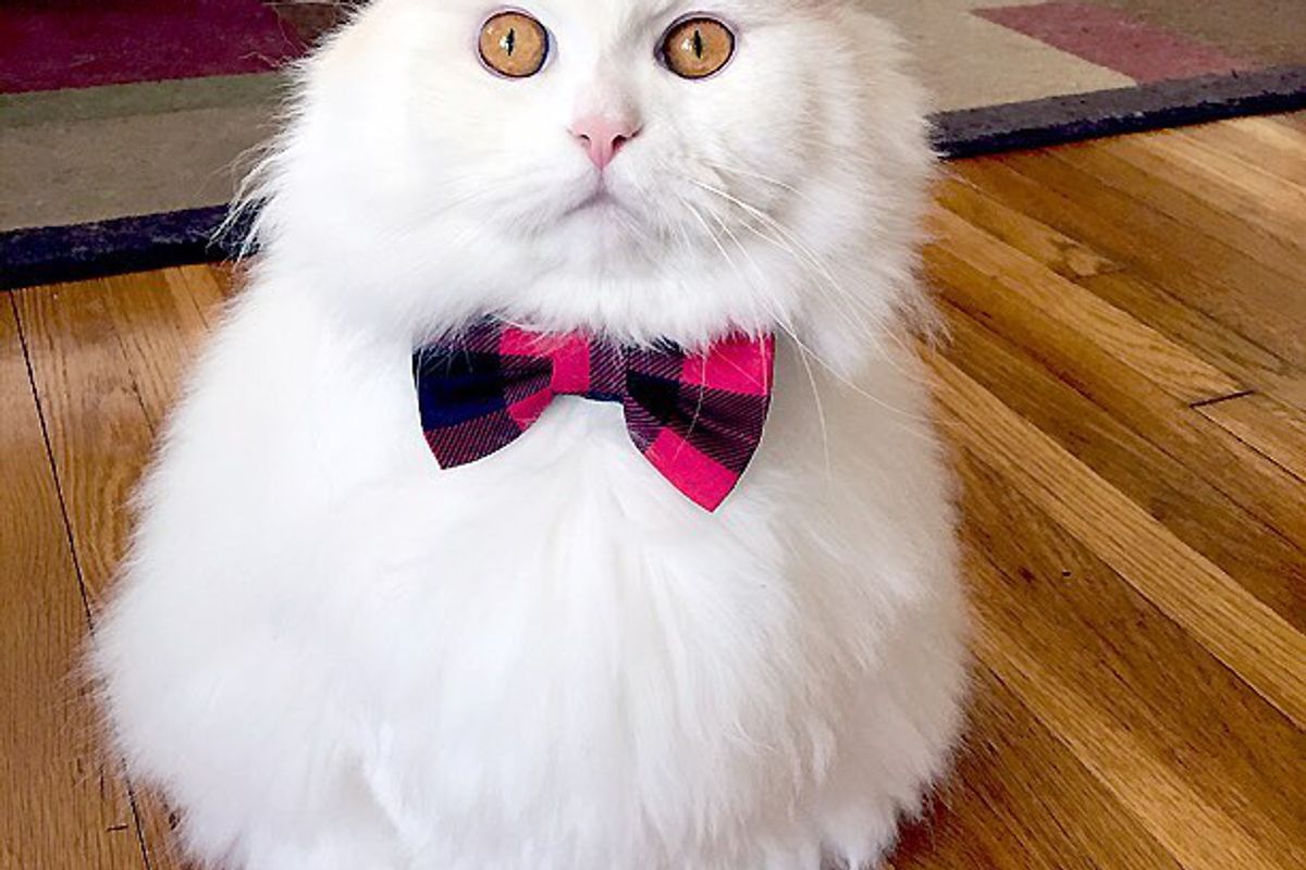 Their House Was Sad and Empty, They Saw This Kitty Waiting At Shelter, They Just Knew…