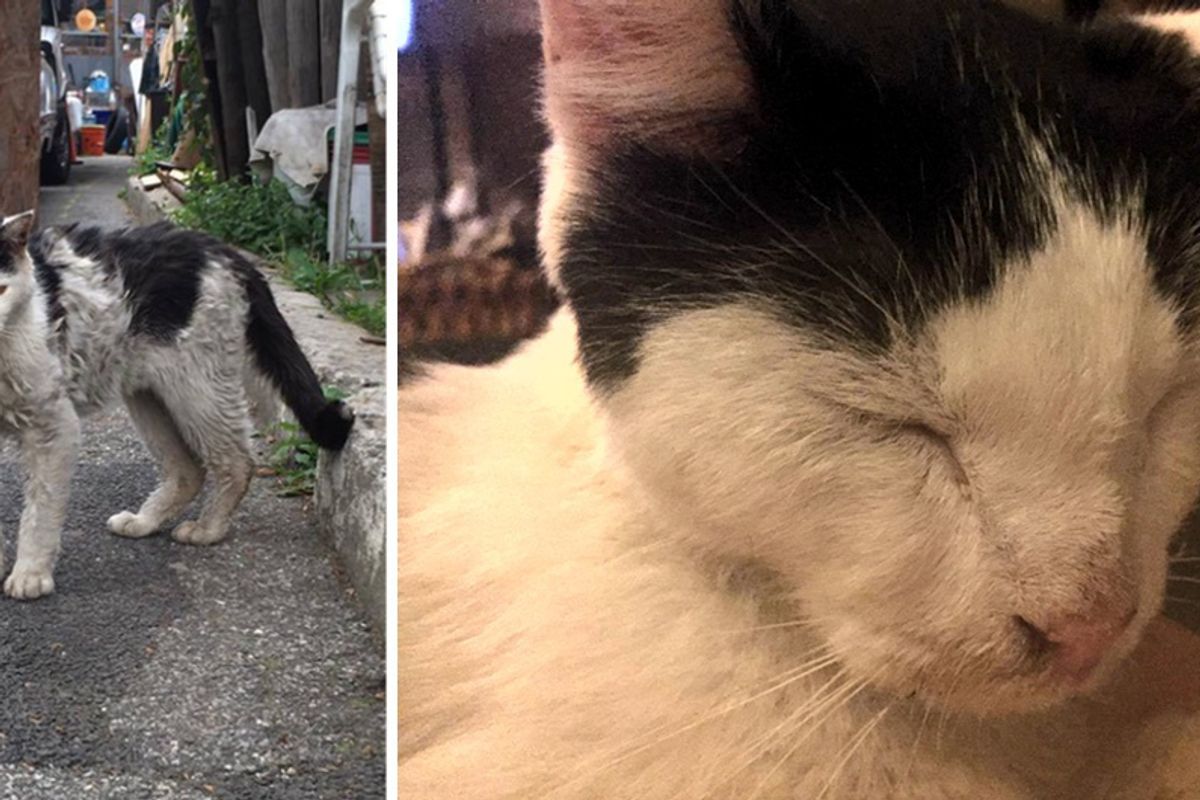Scrawny Kitty Covered in Dirt, Hobbles Up to Woman Asking for Help...