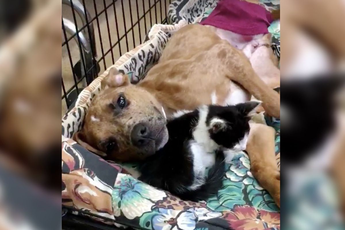 Sick Kitty Finds Comfort in Injured Dog and They Help Each Other Heal