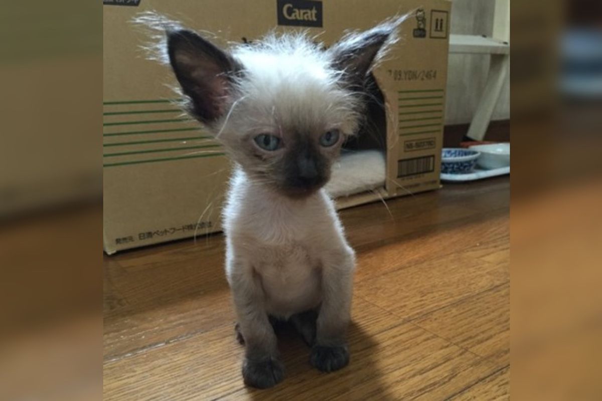 Scrawny Sick Kitten and His Brother Transform into Fluffy Cats in These Beautiful Photos...