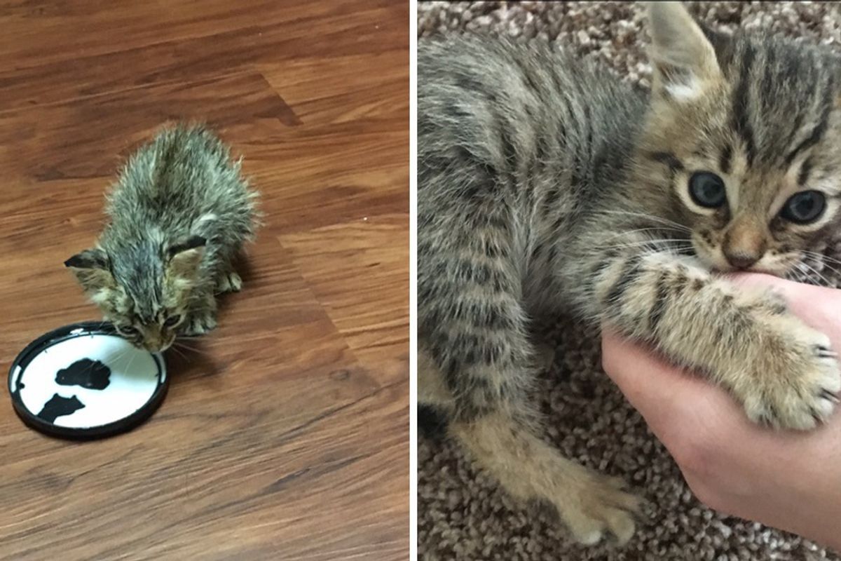 Scraggly Kitten Found Meowing Under House Blossoms into Majestic Tabby