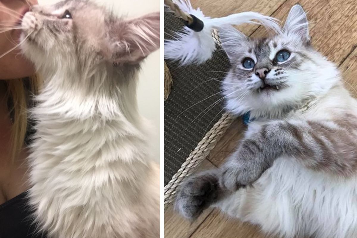 Woman Said Goodbye to Her Elderly Cat But Was Later Found By A Furry Angel the Very Same Day...