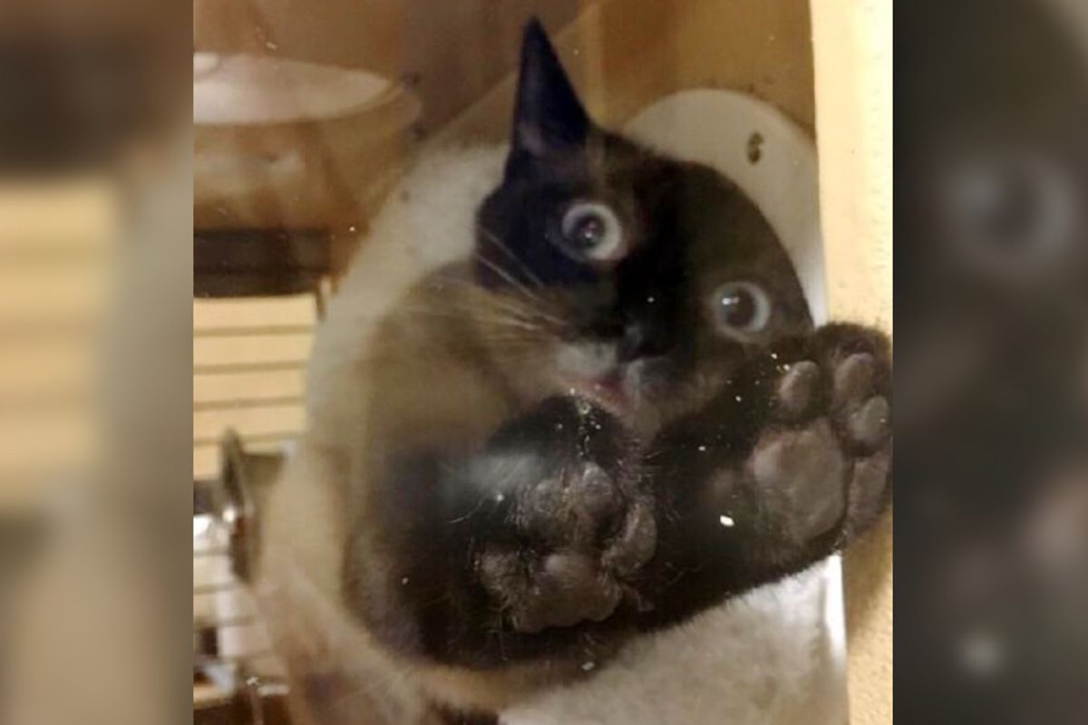 Shelter Cat Finds Man She Loves and Tries Everything to Get His Attention.