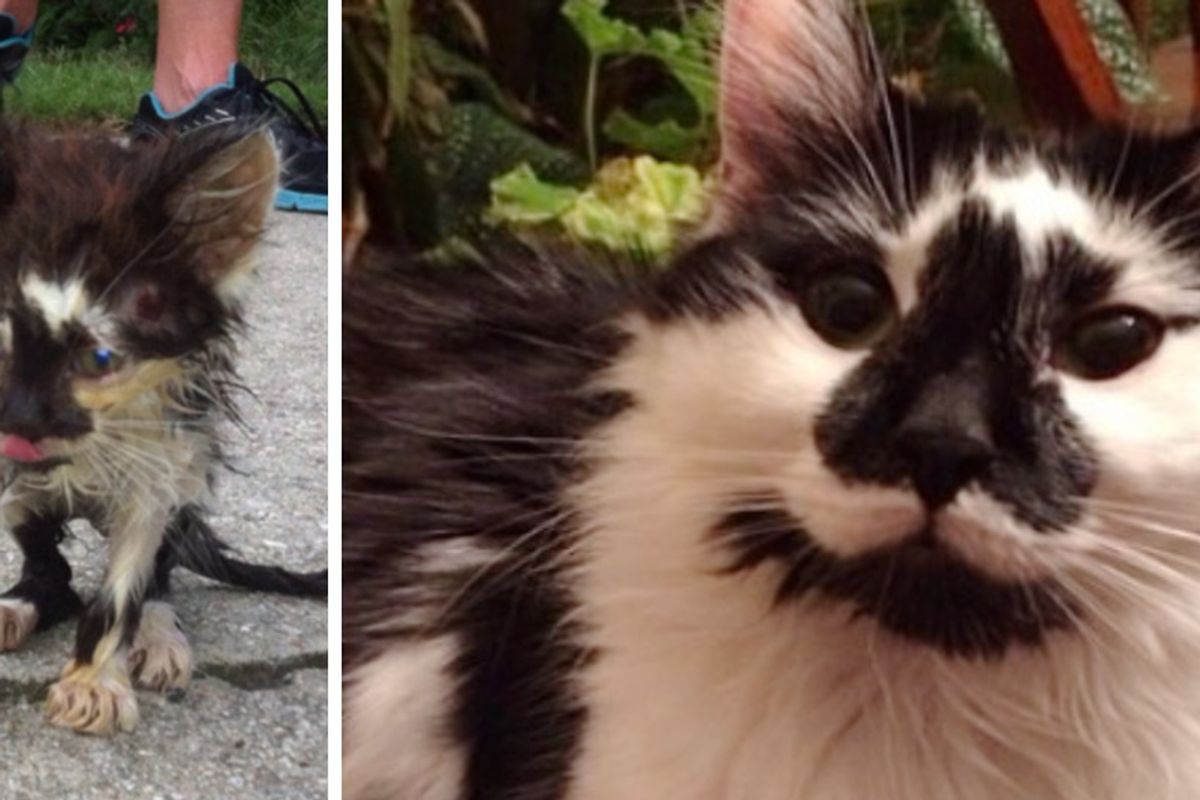 Woman Refuses to Give Up on Kitten Barely Recognizable, His Transformation in These Amazing Photos!