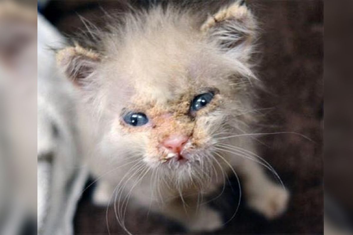 Kitten Covered in Crust Gets Help and Surprises Rescuers With His Adorable Face