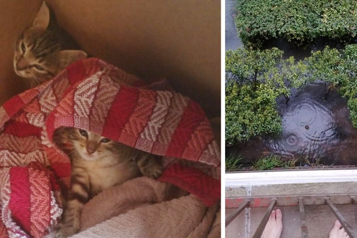 Woman Saves Kittens from Drowning in Nick of Time During Hurricane Harvey