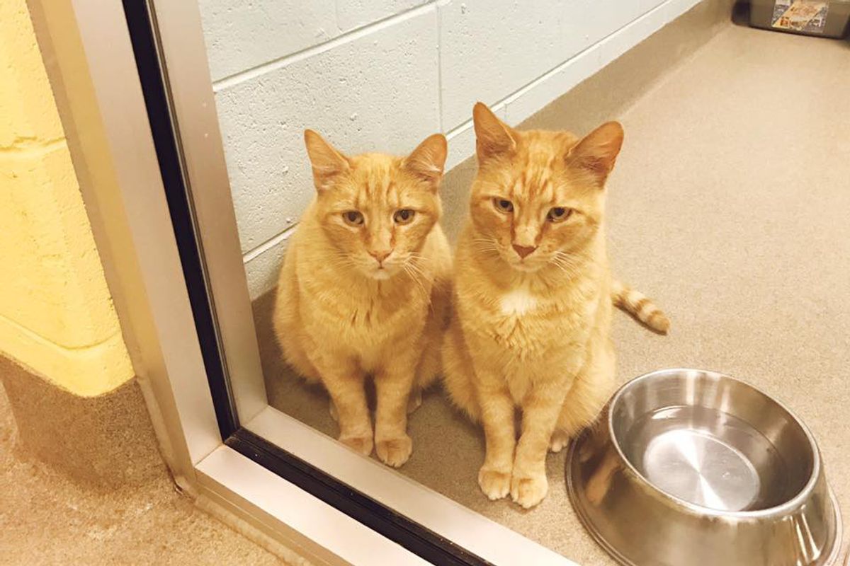 Couple Saw 12-year-old Cat Brothers at Shelter Looking for Home and Just Knew