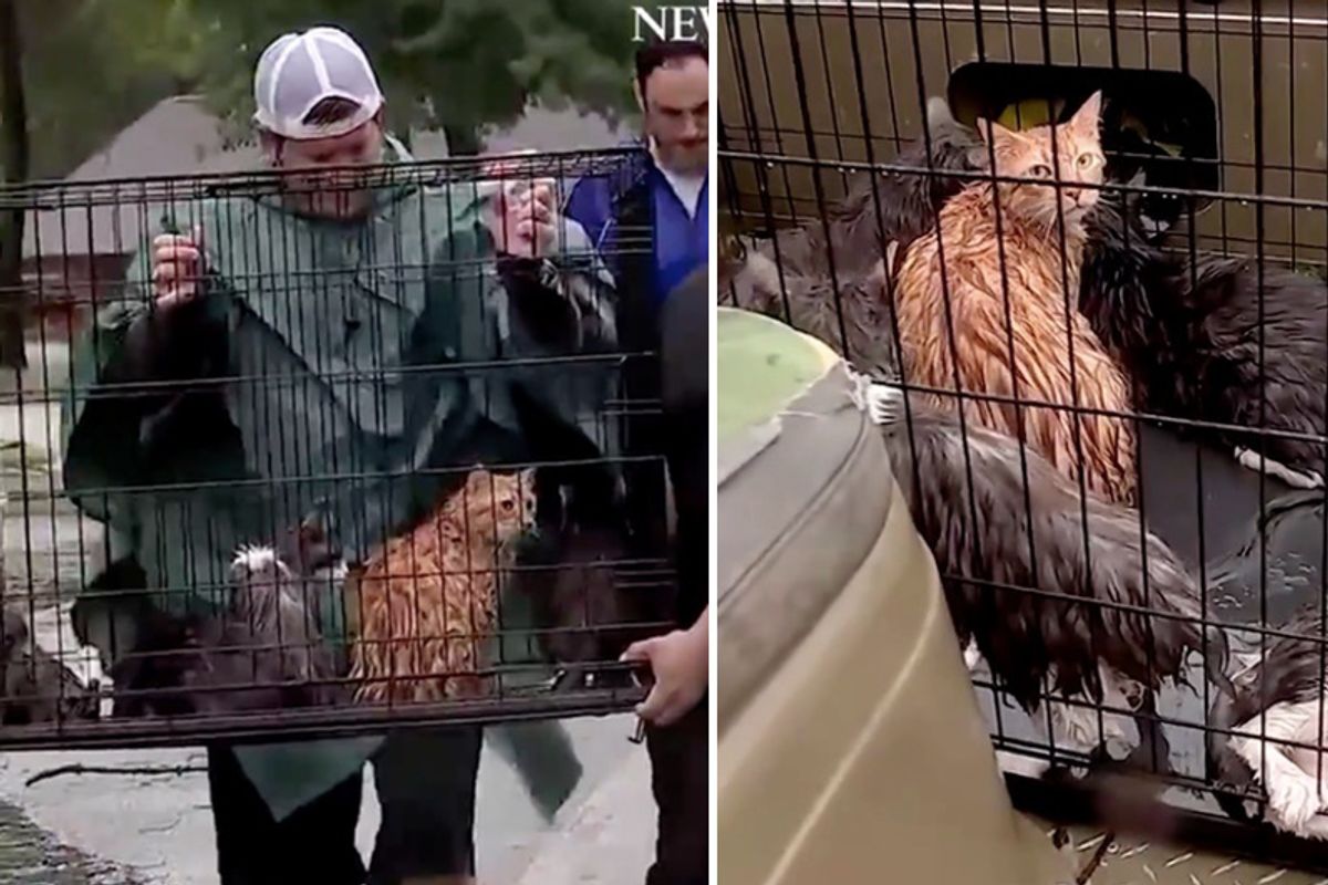 Cats Rescued! Houston Residents Stay Behind to Help Save Stranded Animals From Flood Waters