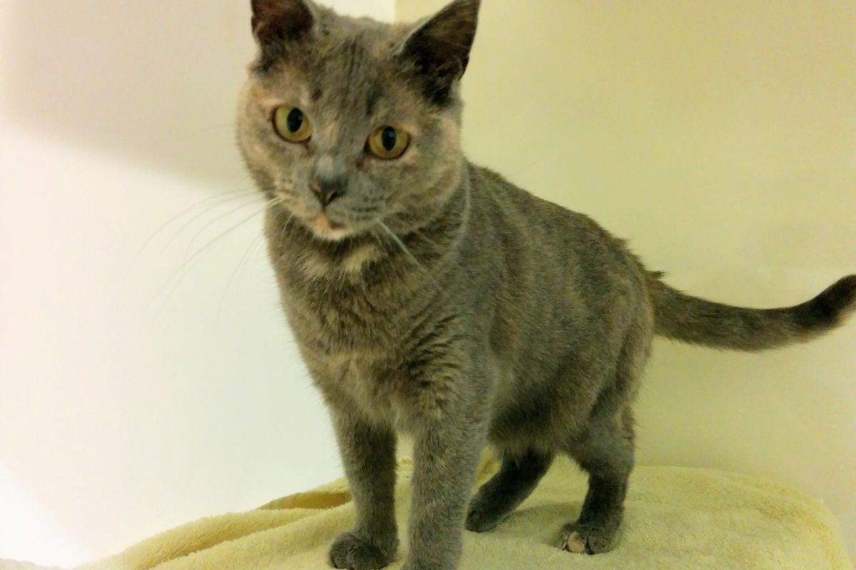 Cat Has Seen 92 Other Kitties Get Adopted But Yet No One Has Offered Her a Home...