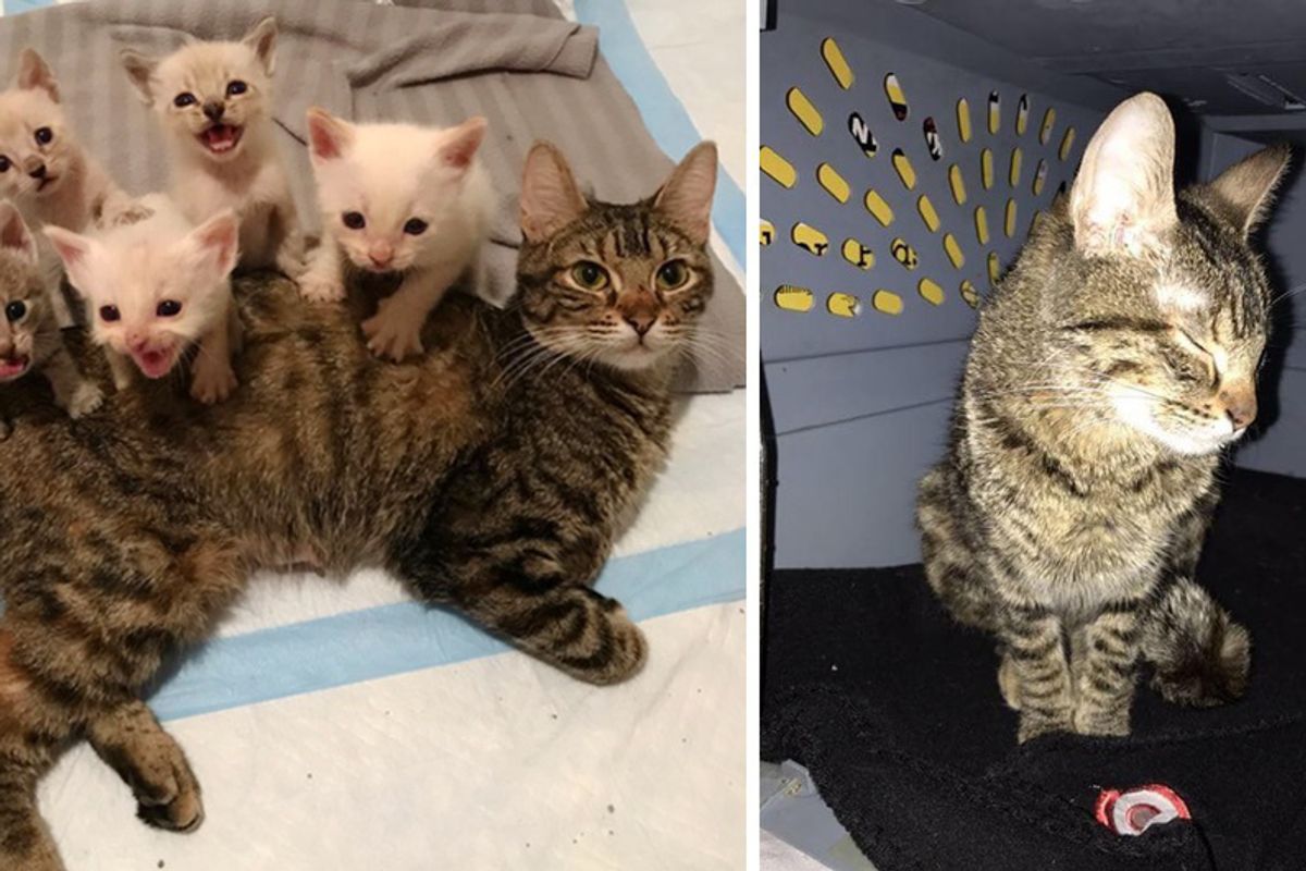 Cat Mama Refuses to Sleep Protecting Her Kittens Until They are Safe!