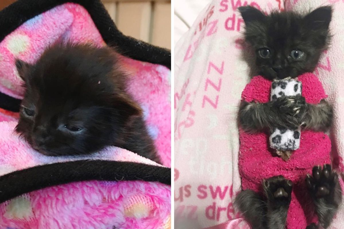 How These Sock Sweaters Protect a Tiny Kitten and Help Her Heal