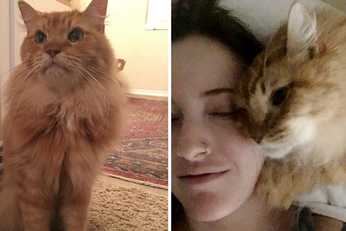 8-year-old "Lion" Cat Finds Human He's Been Waiting For and Won't Let Go...