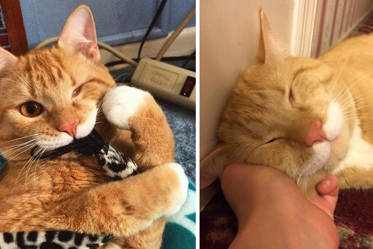 Woman Asks Shelter for Special Needs Cat and Finds One-eyed Kitty Wobbling Up to Her
