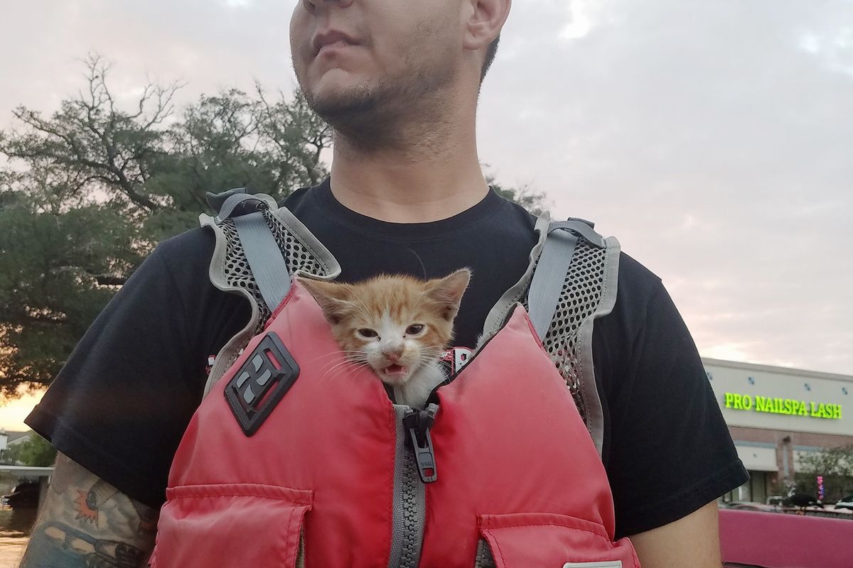 Kitten Saved! This Guy Found the Kitty Crying Under Hood of Car Stuck In Flood Waters...