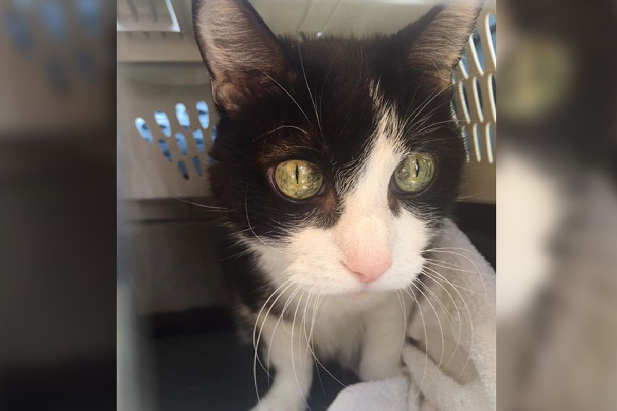Neighbor Saves Senior Cat Left Behind in Flooded Home and Gets Her Help