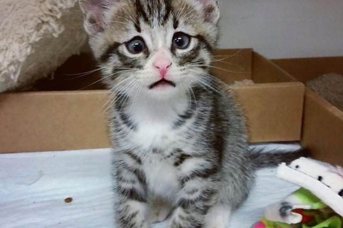 Kitty with Forever Worried Eyes will Steal Your Heart In These Adorable Photos