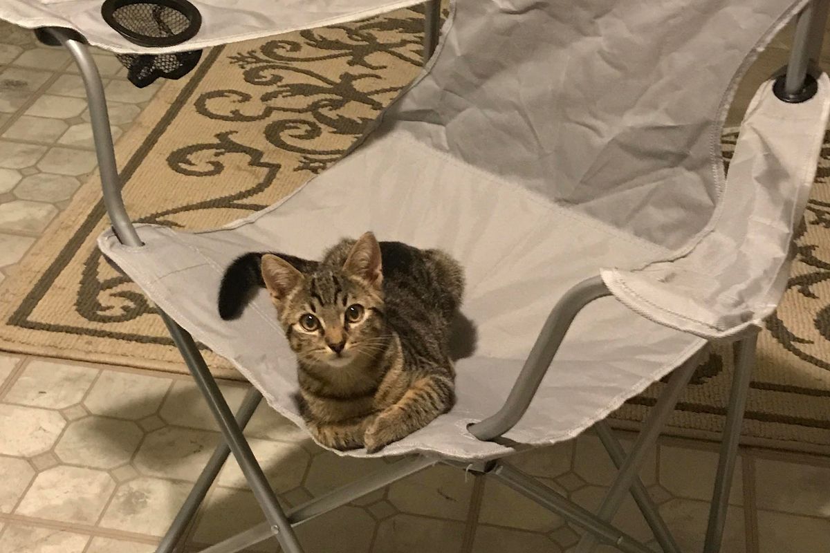 Man Comes Home To Find Cat Waiting In His House But He Doesn't Own a Cat