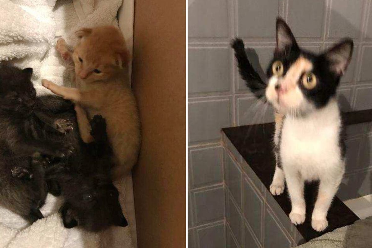 Houston Man Saves 3 Kittens from Hurricane and Goes Back to Find Their Mother...