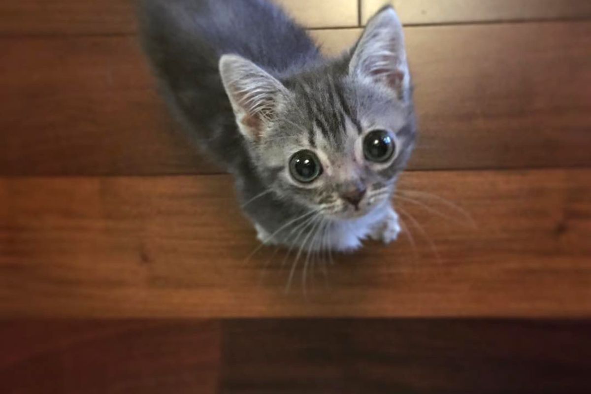 Kitten 1/3 Size of Her Siblings Determined to Get Bigger Despite Her Rare Condition...